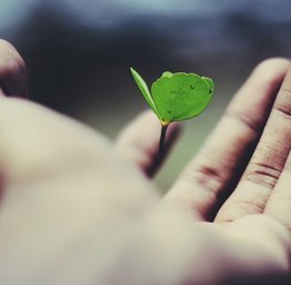 leaf on hand